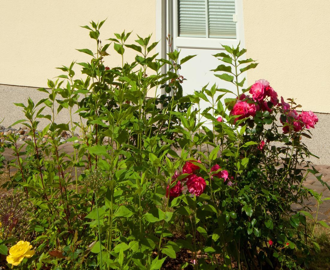Sonnenhus - Ruegen Sellin (Rugen) Exterior foto